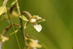 Epipactis palustris 0005