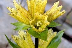 Gentiana punctata