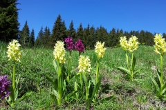 Orchids in Western Rhodope Mnts