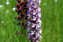 Orchis coriophora & Gymnadenia conopsea