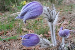 Pulsatilla halleri_Western Rhodopes