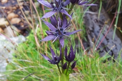 Swertia perennis_Rilal Lakes_2000 m AMSL