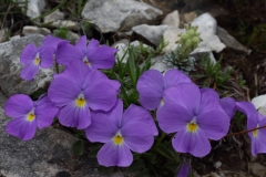 Viola pirenaica_presentation
