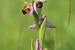 commonbee