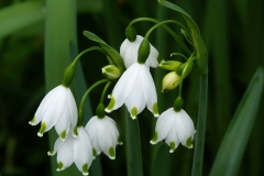 leucojum-aestivum-1