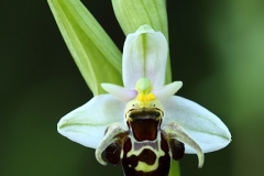 woodcockbee
