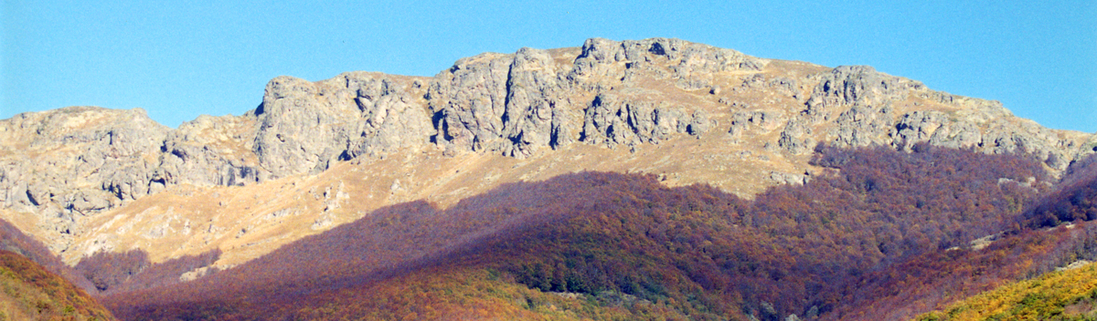 Brown Bears & Birds of Bulgaria