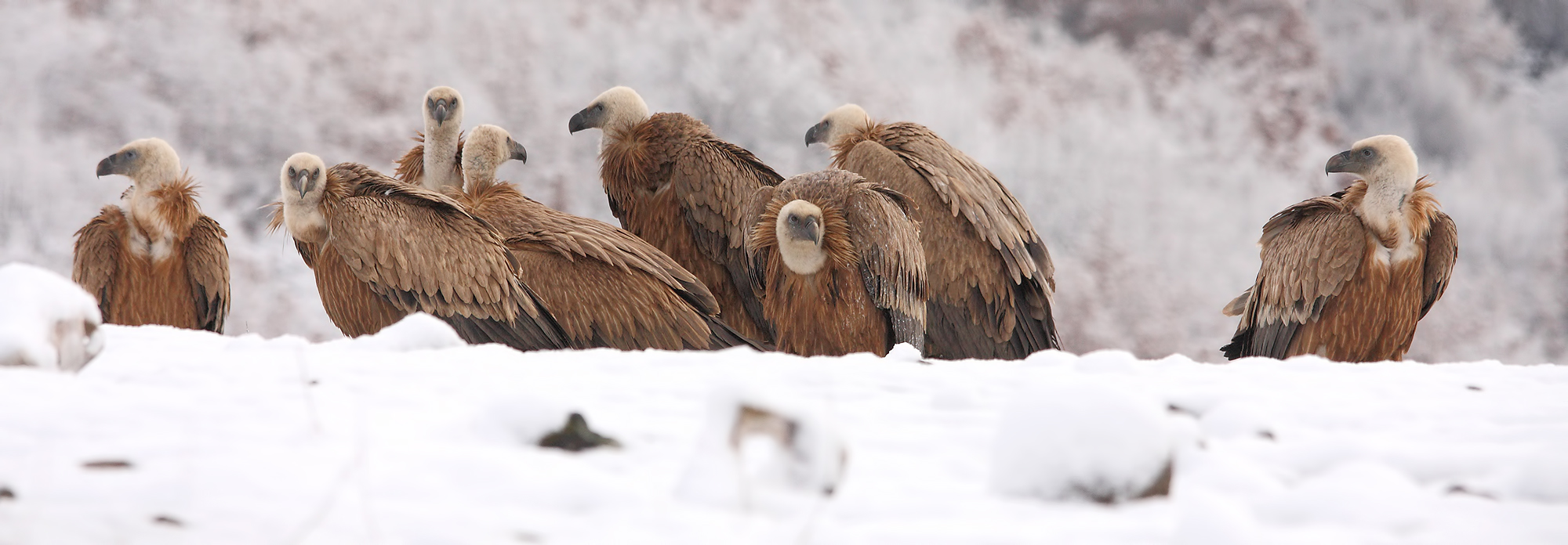 Wolves & Vultures of Bulgaria