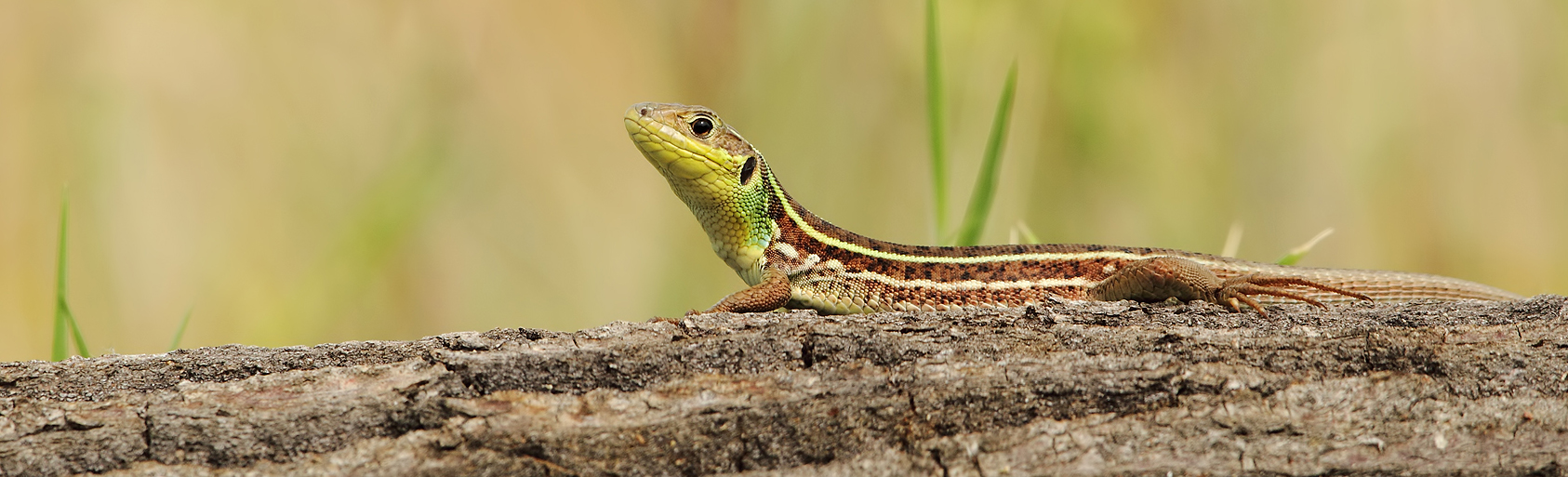 Amphibian & Reptile Tour in Bulgaria