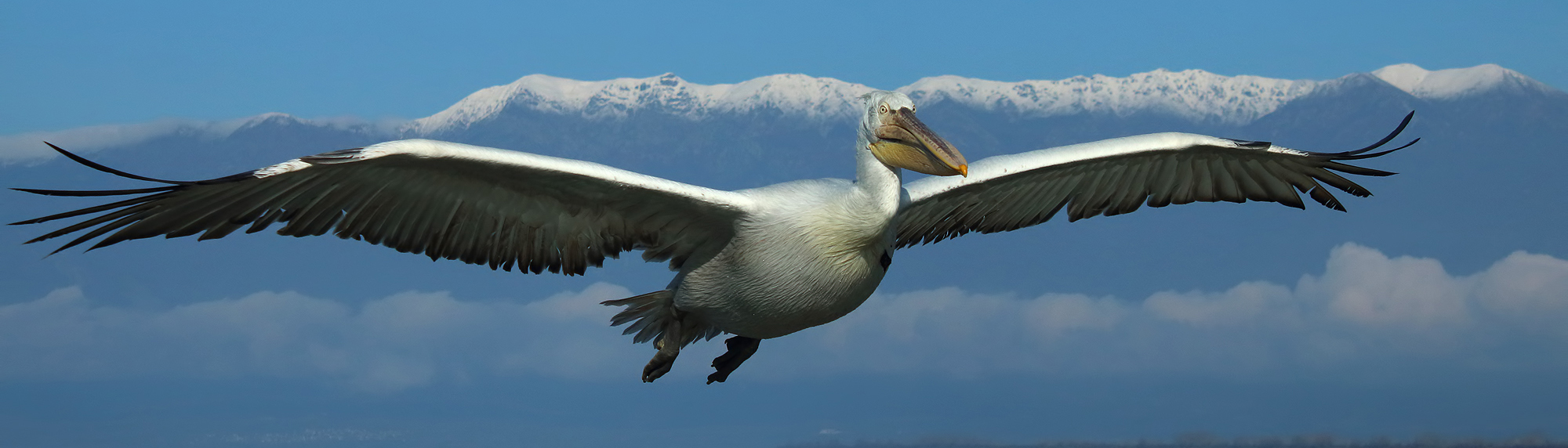 Winter Birding Tour in Northern Greece