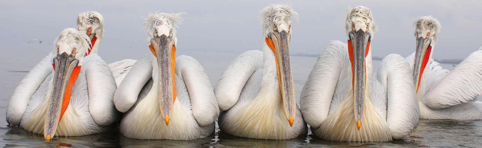 Long Weekend at Lake Kerkini