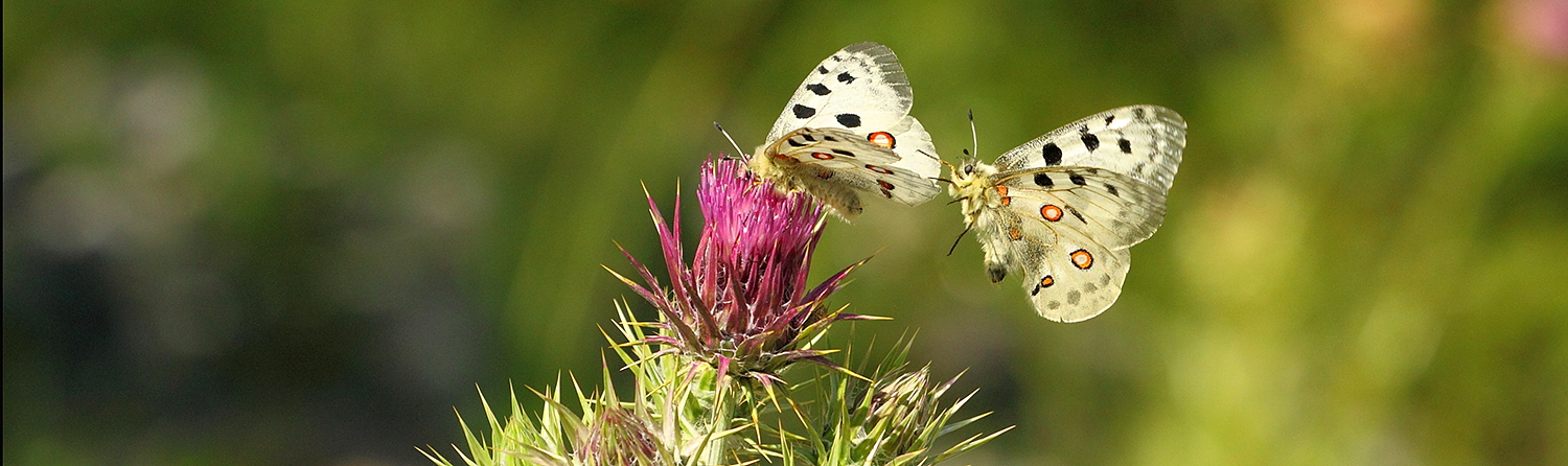 Butterfly Tour in Bulgaria