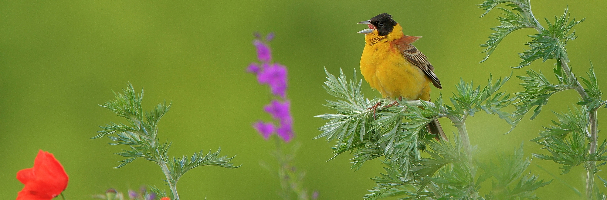 Late Spring Hide Photography Tour in Bulgaria