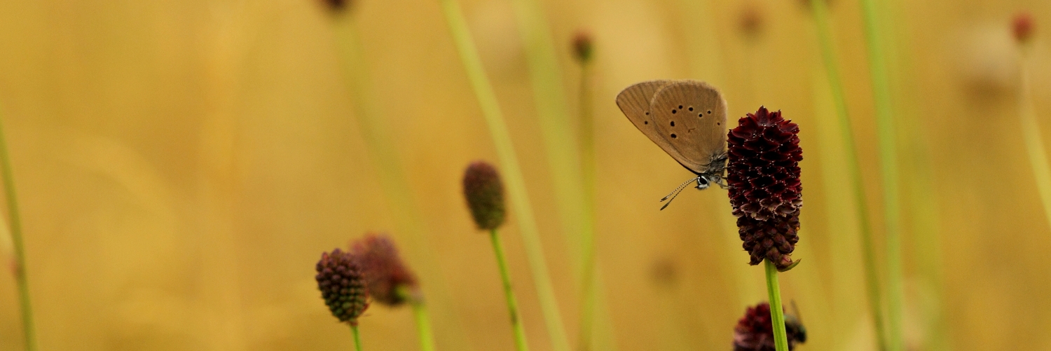 Summer Butterfly Tour in Bulgaria