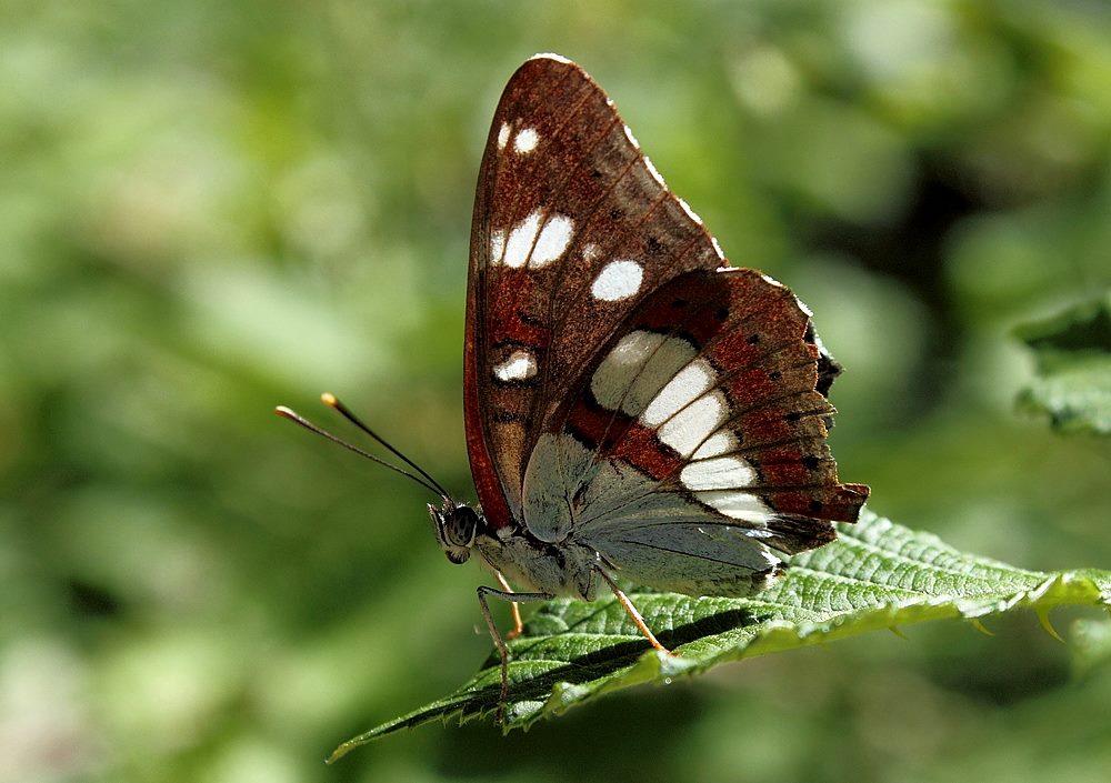 Summer Butterfly & Birds Tour in Bulgaria