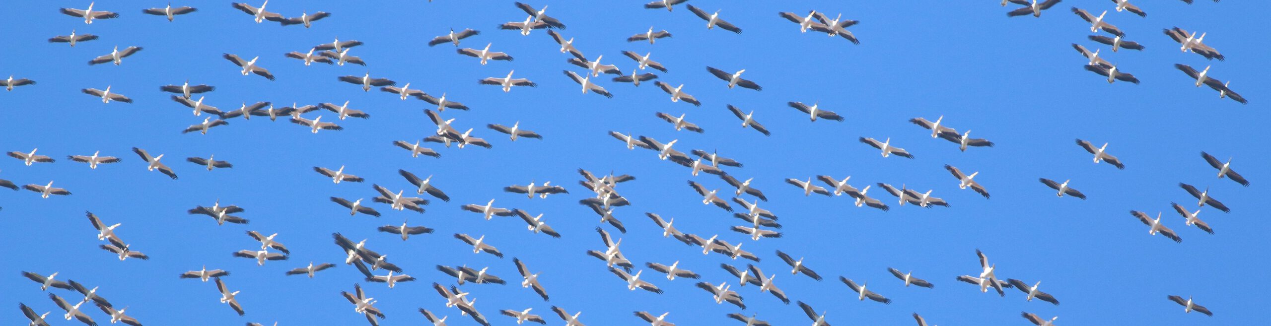 Autumn Migration Tour in Bulgaria