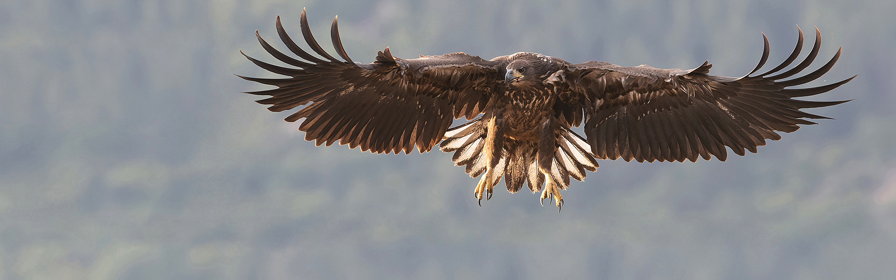 Early Spring Hide Photography Tour in Bulgaria