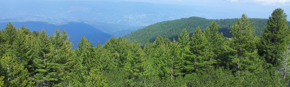 Woodpeckers, Owls and Grouse Tour in Bulgaria