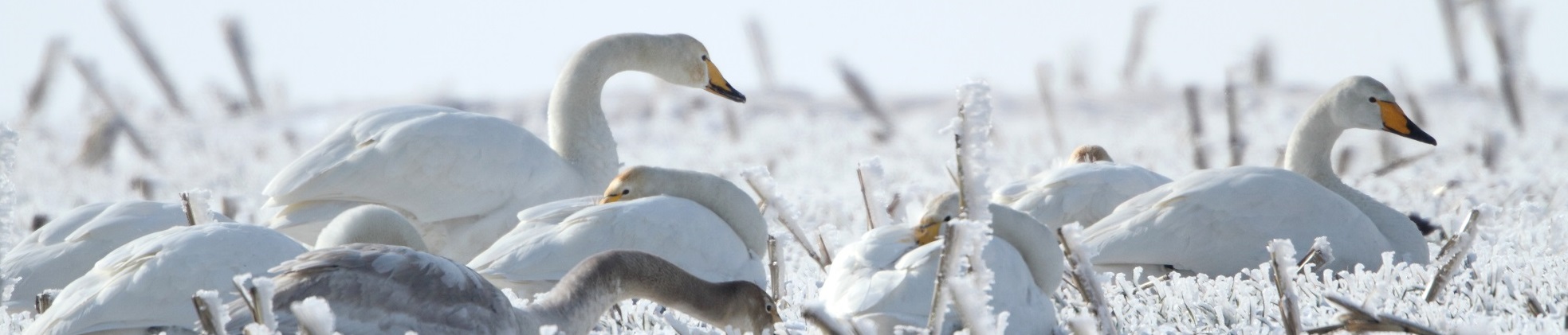 Winter Birding Tour In Bulgaria