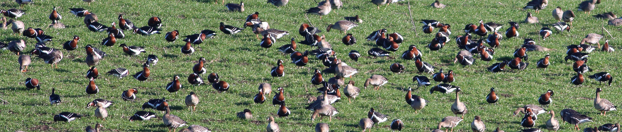 The Red-breasted Geese in Northeastern Bulgaria: update