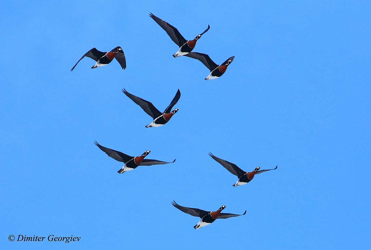 The Red-breasted Geese have arrived