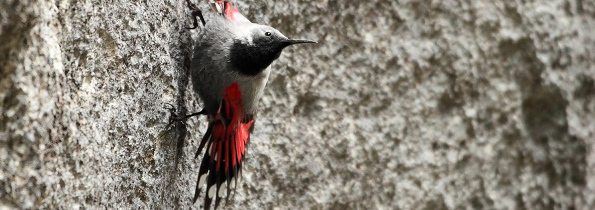 We have a new Wallcreeper site