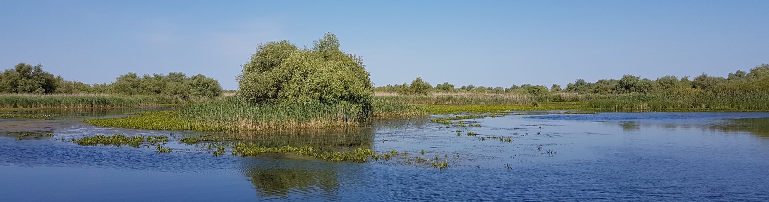 Spring Birding & Photography Tour in Romania