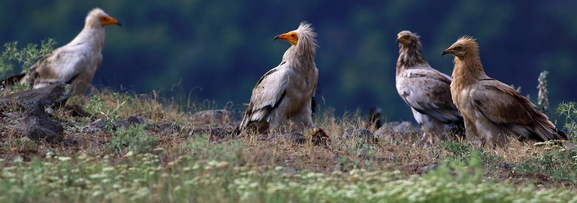 We are happy to announce the launching of our new raptor photography hide