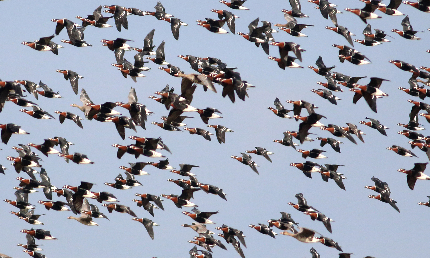 The Red-breasted Geese arrived in their wintering grounds