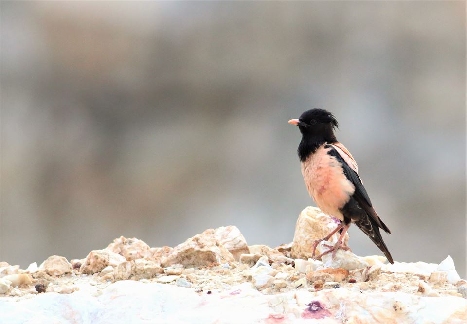 Rose-coloured Starling (Pastor roseus) by Dimiter Georgiev
