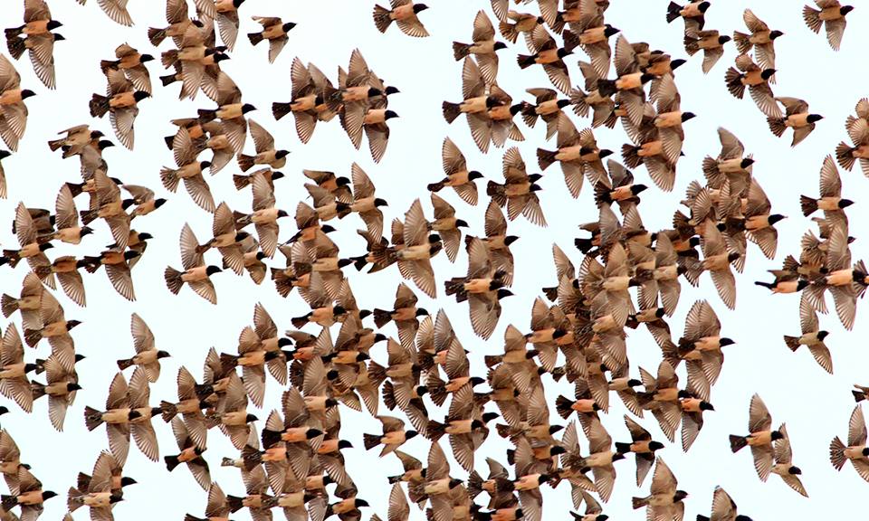 We have four breeding colonies of Rosy Starlings this year