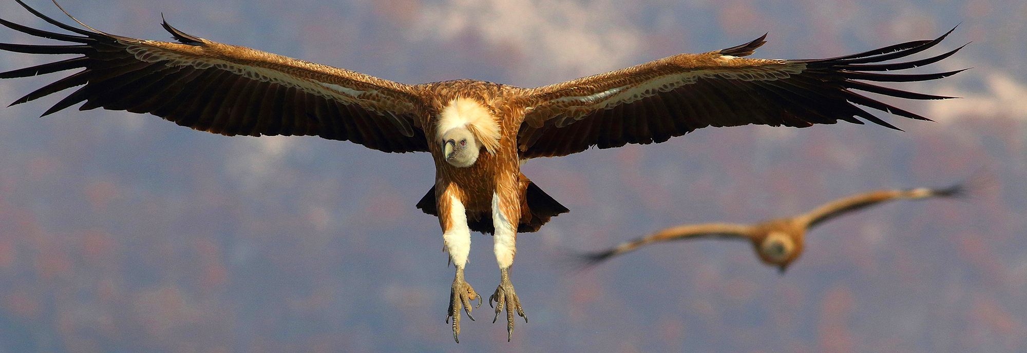 Vulture Hide Photography