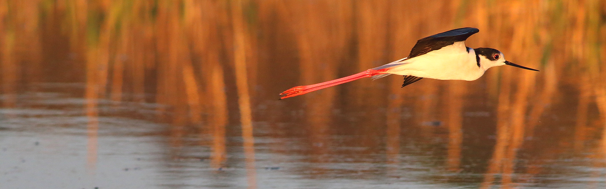 Wader Migration Tour in Northern Greece