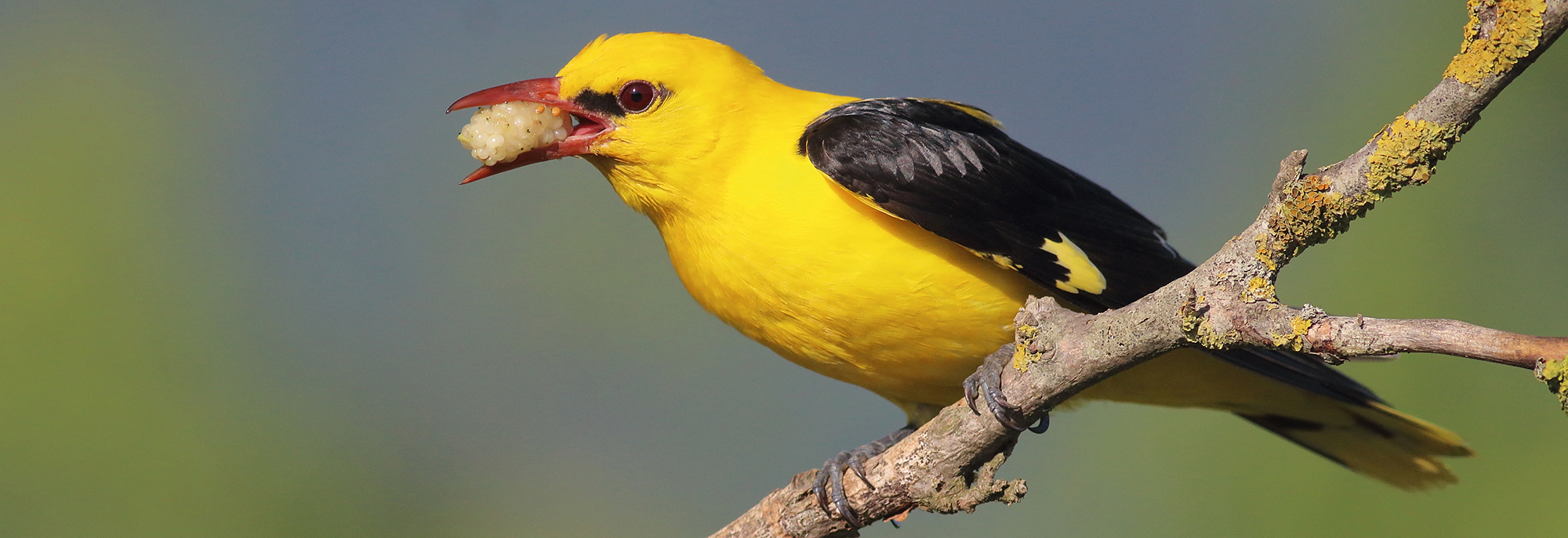 Forest Birds Hide Photography