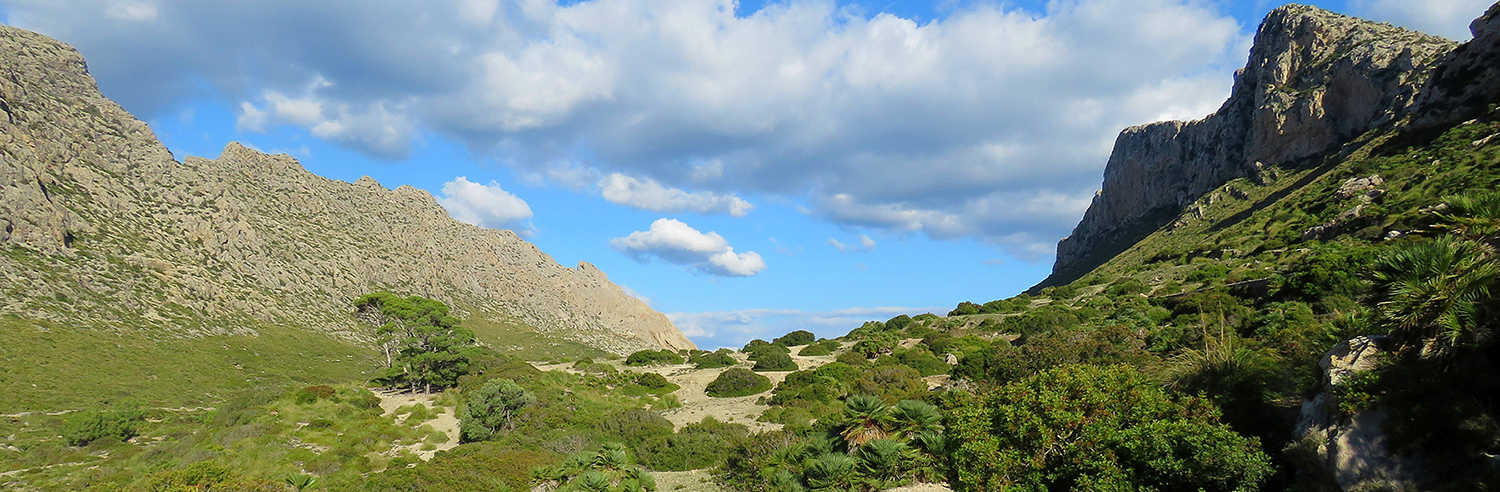Mallorca Birdwatching Tour