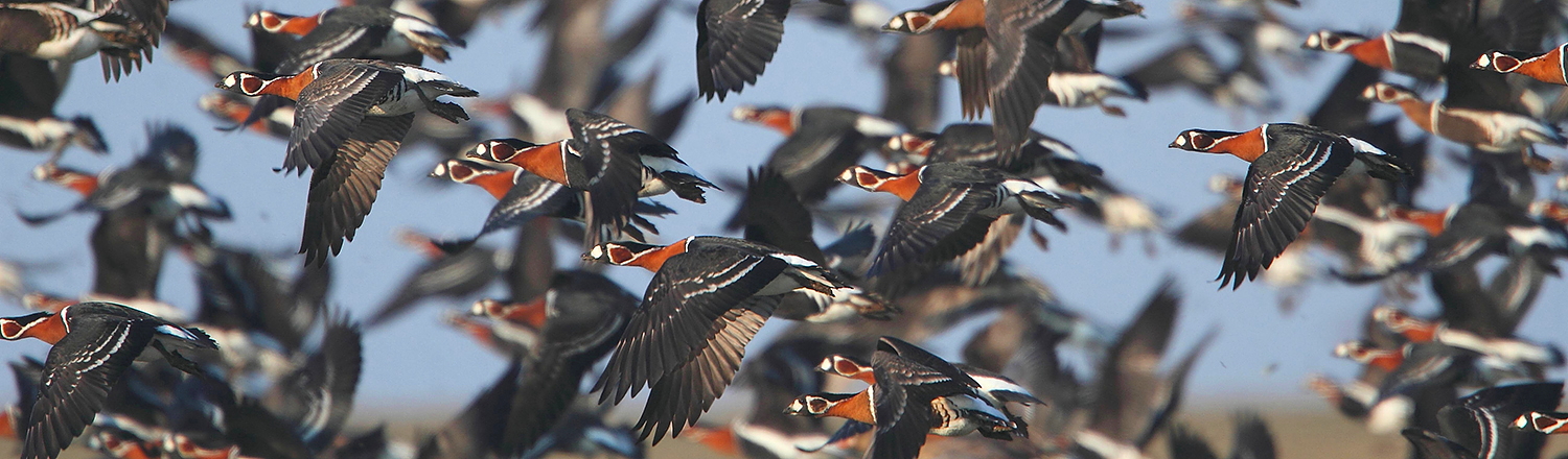 We are all set and ready for winter birding