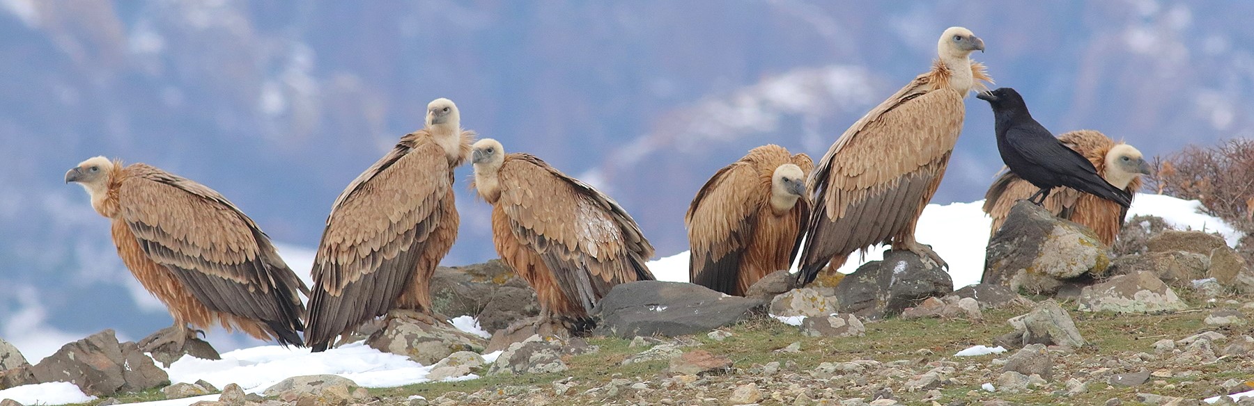 Winter Birding and Photography Opportunities in Bulgaria & Greece