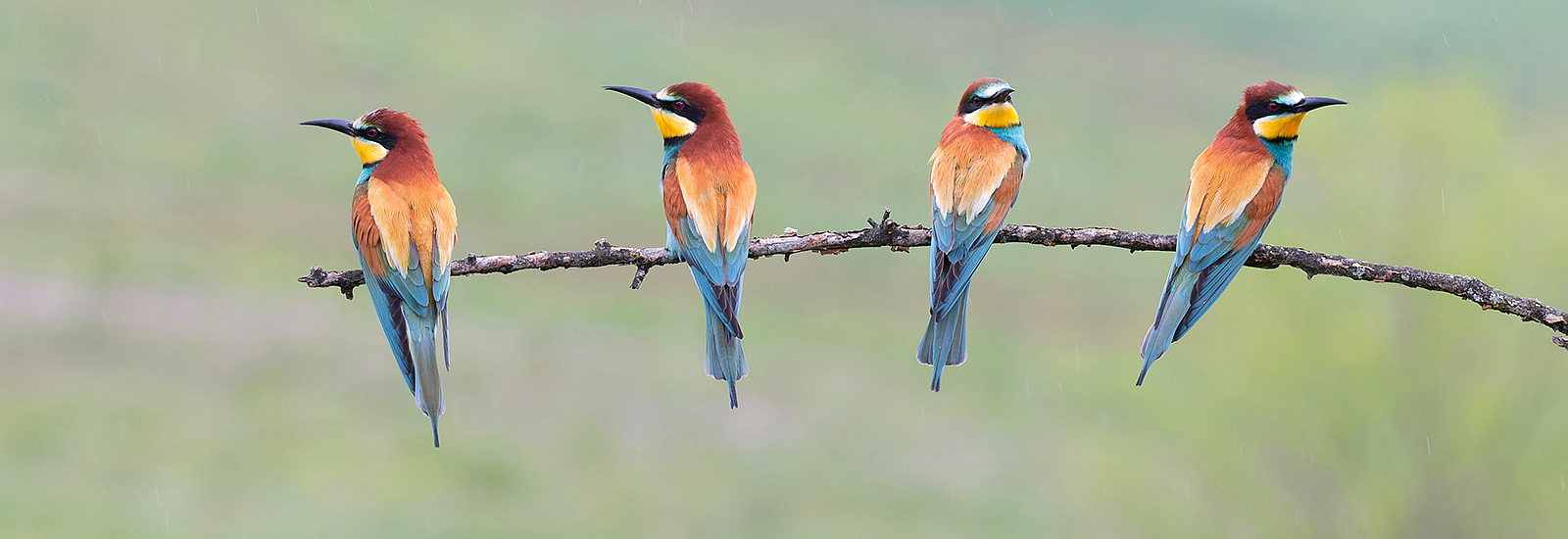 Roller Bee-eater Photography in Bulgaria