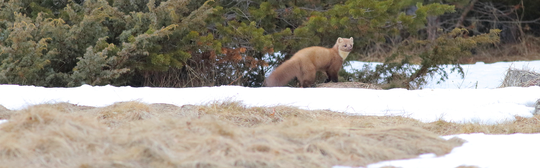 Mammals and Birds of the Rhodopes