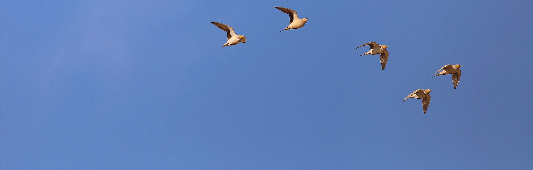 New! Birding Tour to Oman