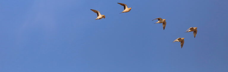 Spotted Sandgrouse ©Neophron Tours